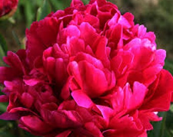 Karl Rosenfield Bareroot Peony, 2-3 Eye, Great for Fall Planting! Free Shipping!!