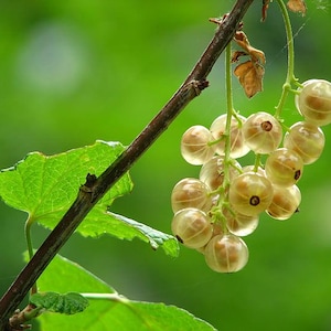 May include: A cluster of white currants hanging from a branch with green leaves. The currants are translucent and have a slight yellow tint.