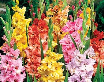 100 Heavily Ruffled Easy to Grow Gladiolus Bulbs-- End of Season Bulb Clearance! Free shipping