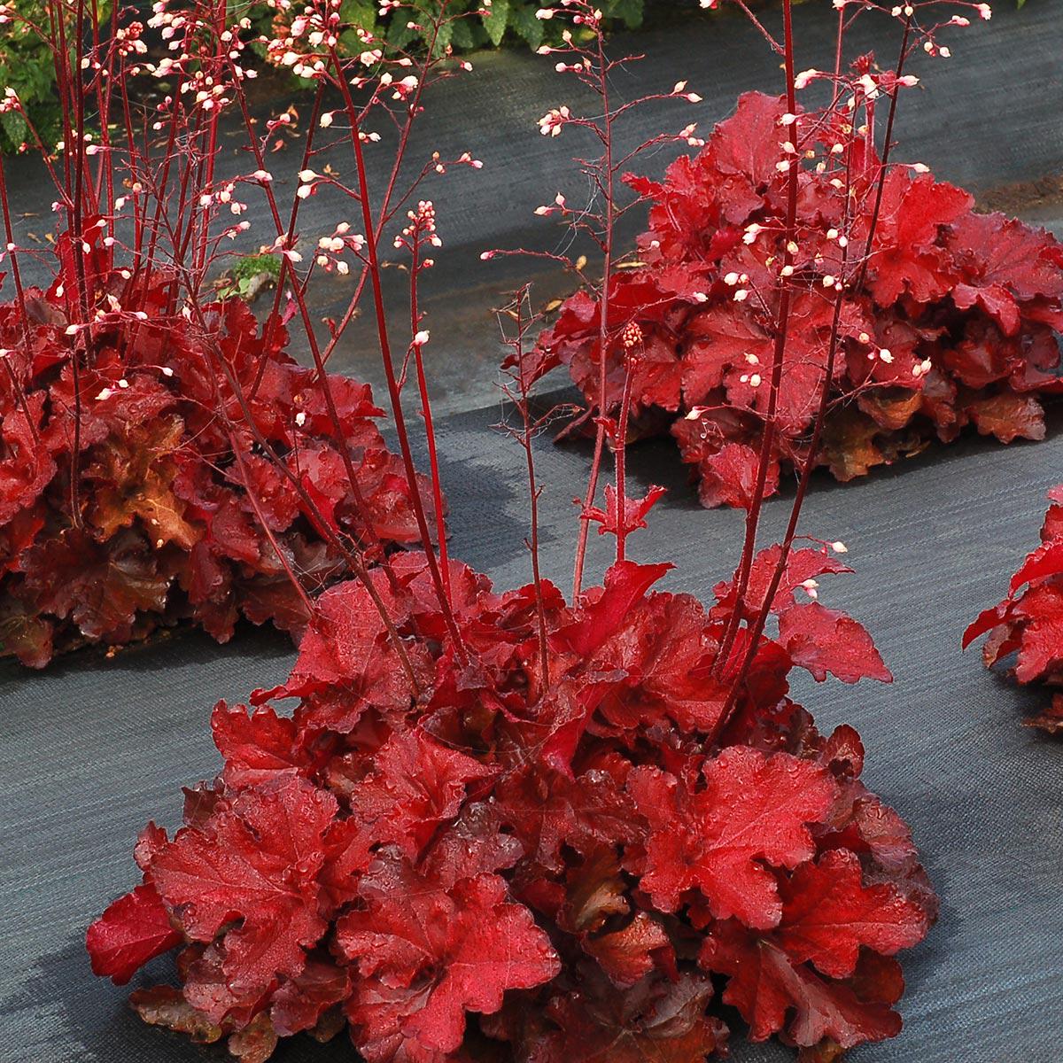 red planter pot Campania Sand Dollar Planter, Tall, Set of 2 - 8852-0902