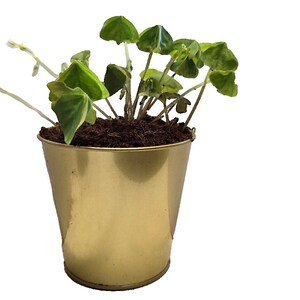 May include: A small green plant with white flowers growing in a gold metal pot.