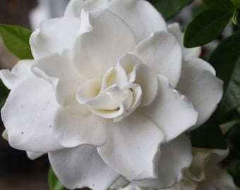 Gardenia 'August Beauty' in a 3.5" Pot--Stunning, Fragrant Summer Bloomer!!