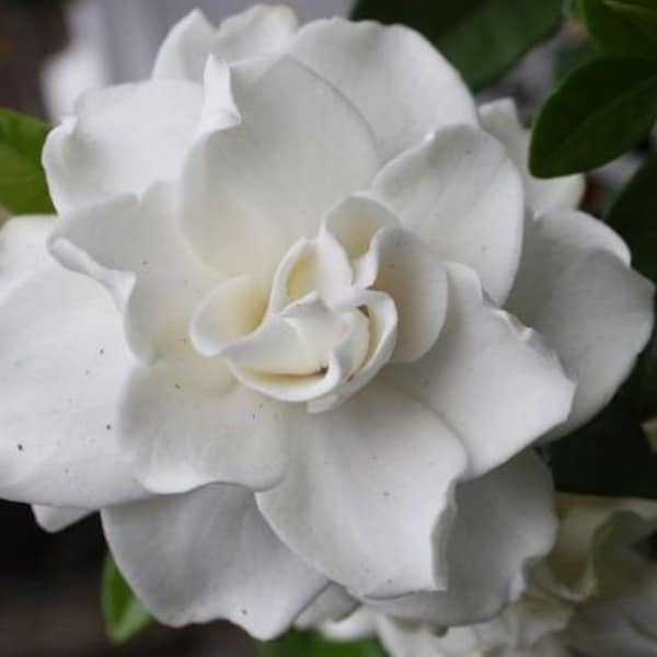 Gardenia 'August Beauty' in a 3.5" Pot--Stunning, Fragrant Summer Bloomer!!