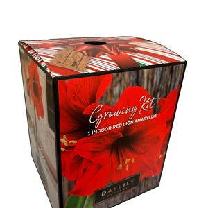 May include: A square gift box featuring a large red amaryllis flower with the text "Growing Kit" and "1 Indoor Red Lion Amaryllis." The box has a wood-grain background and a top decorated with a red bow and candy cane stripes. The Daylily Nursery logo is visible.