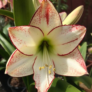 Picasso Bulb, Healthy bulb! Great for Forcing! Wonderful and unique gift! FREE SHIPPING!!