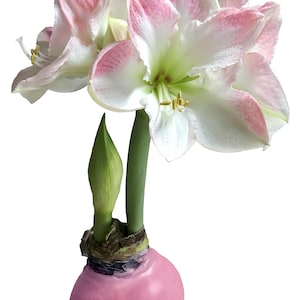 Pastel Pink Waxed Cherry Blossom Amaryllis Bulb 28/32