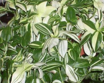 Varigated Wandering Jew Plants in 4 Inch Pots. Do not order in extreme temps, hot or cold. These do not travel well in extreme weather.
