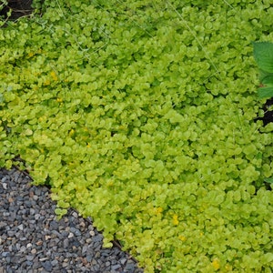 Creeping Jenny Aurea gold Lysimachia Nummularia in 3.5 inch potYou choose amount image 2