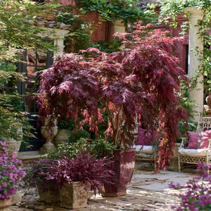 May include: A Japanese maple tree with deep burgundy, lace-like leaves in a tall, glossy, dark purple square planter. The tree has a cascading, weeping form with delicate foliage, positioned on a stone patio surrounded by garden greenery.