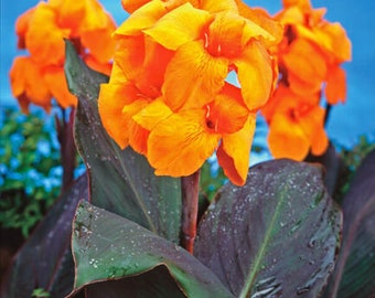 Wyoming Canna---Bareroot! You choose amount! Free Shipping