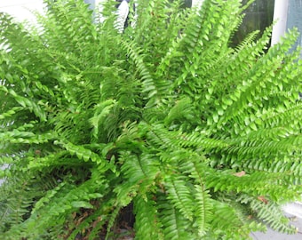 BOSTON FERN - Original - 4" Potted Plant - Live Plant