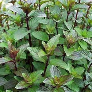 May include: A close-up of a lush patch of dark green and purple mint plants. The leaves are vibrant and healthy, with a slightly textured surface.
