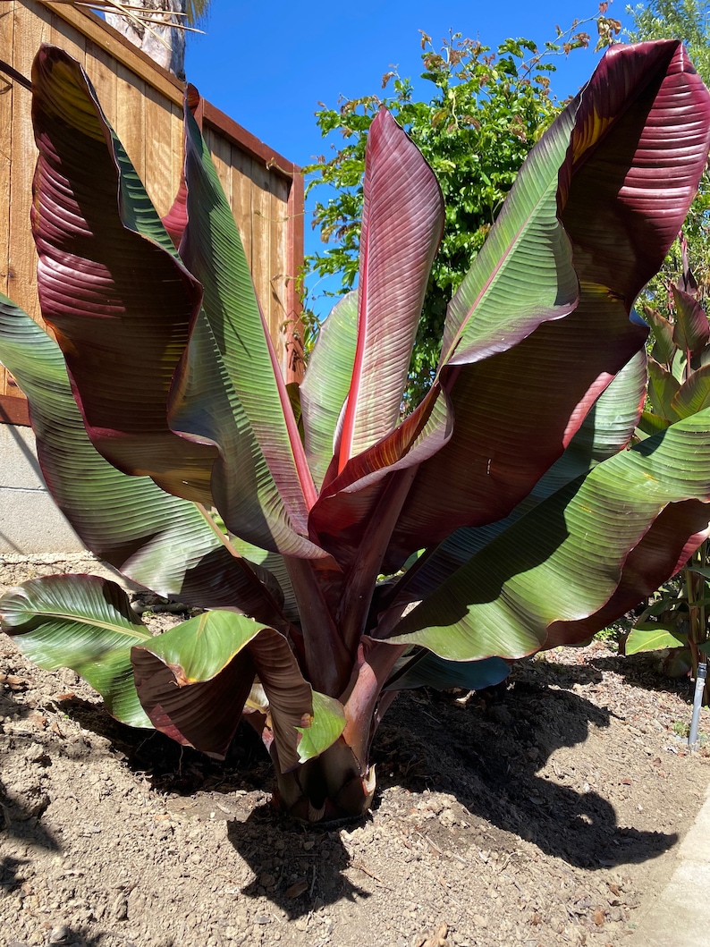 Ensete maurelii Red Abyssinian Banana Tree in 4 inch pot