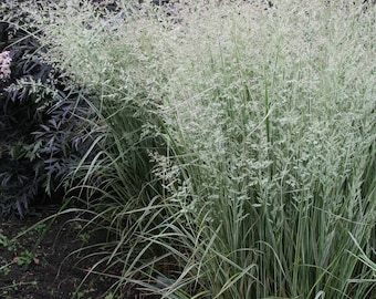 Overdam Feather Reed Grass Calamagrostis in 3.5 inch container, you choose amount! Great Starter plants!