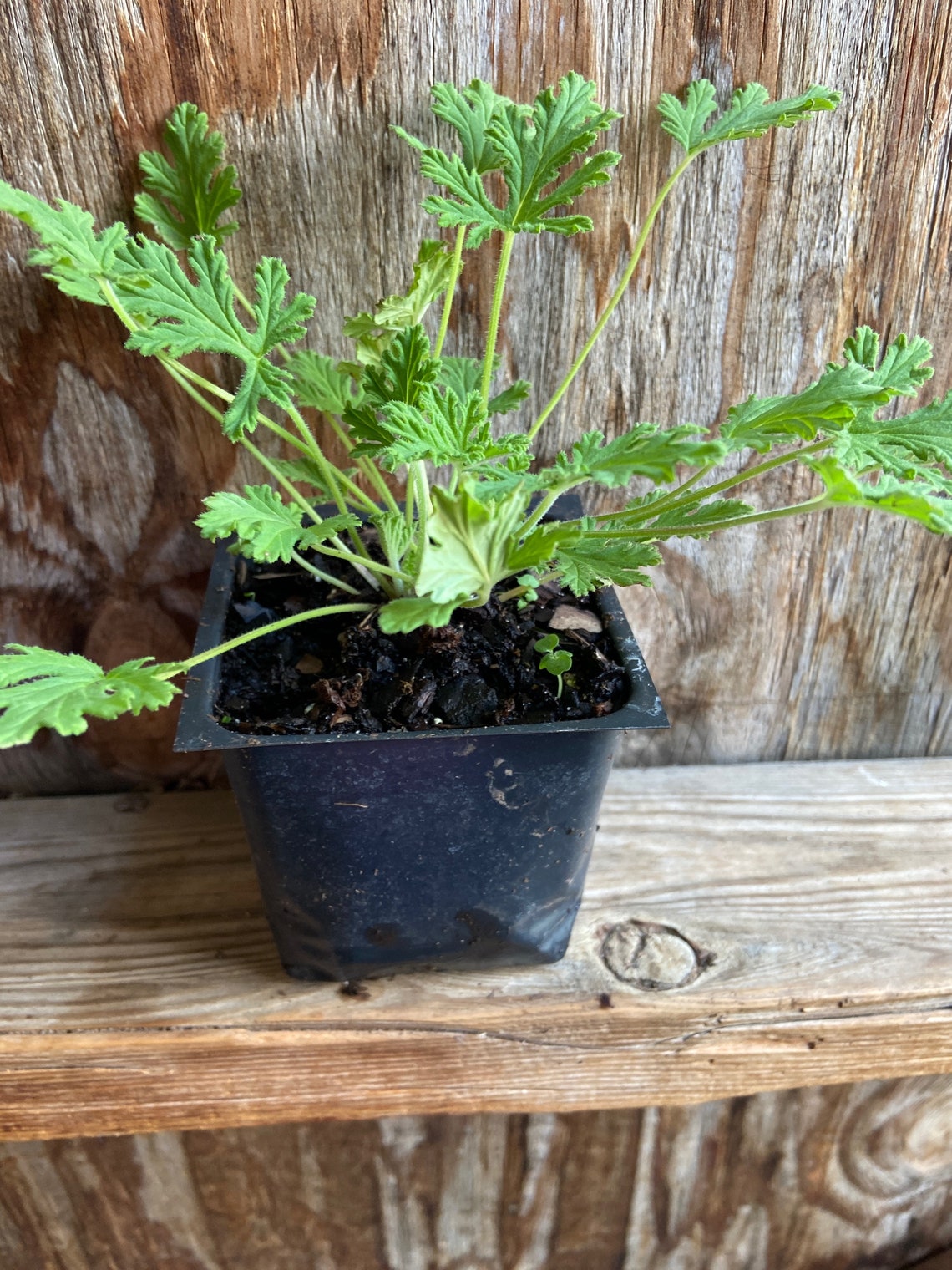 3 Citronella Plants in 2.5 Inch Pots . Mosquito Etsy