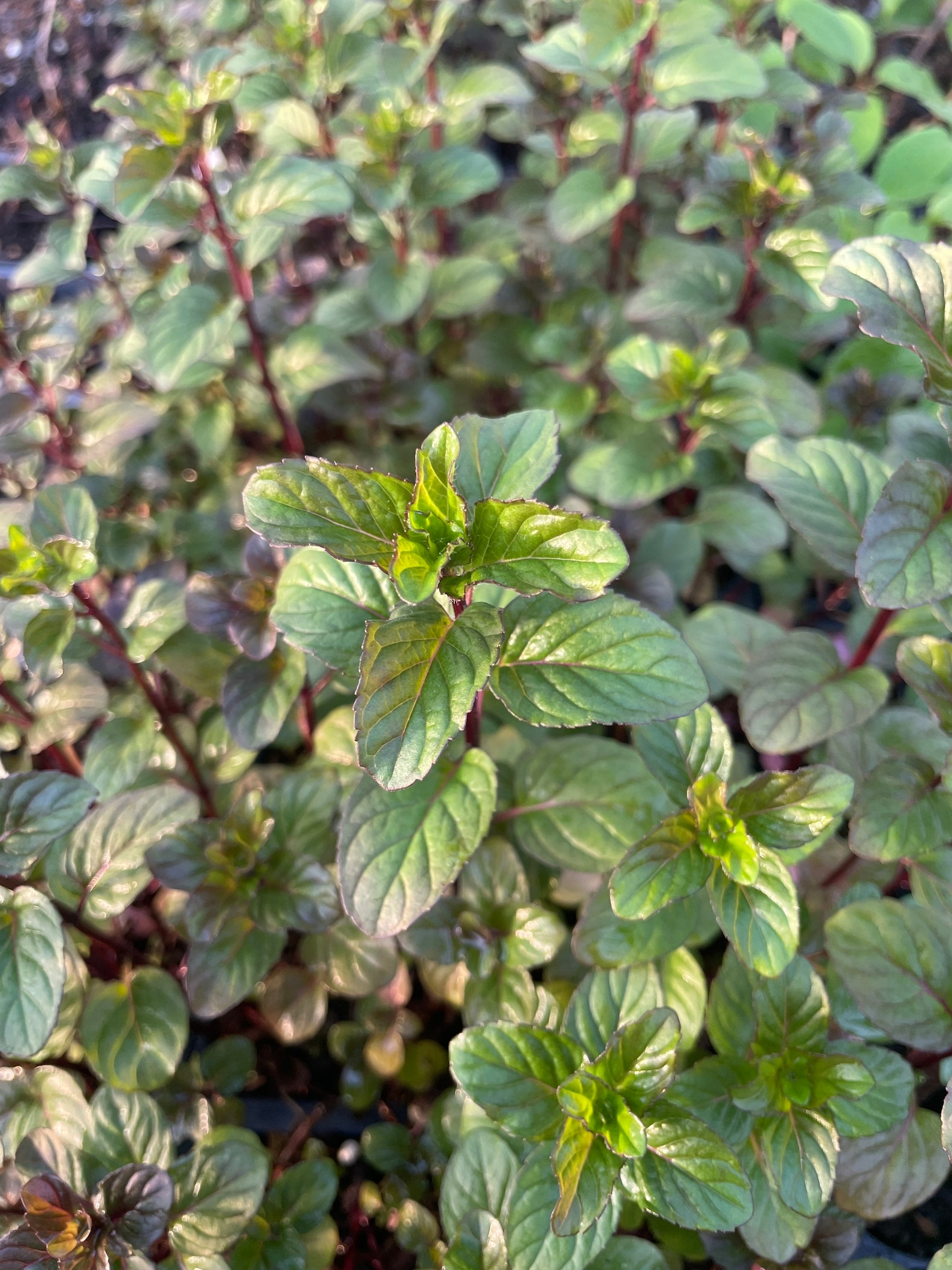 Orange Mint Plant Herb Hardy Perennial 4 Pot Etsy