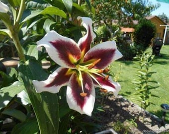 Passion Moon Oriental Lily Bulbs--FREE SHIPPING!!!