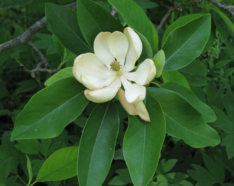 Sweet Bay Magnolia in a 3.5 inch pot, you choose amount!