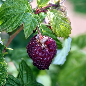 Glenco - Raspberry Plant - Everbearing  - Ready for Spring Planting 4 inch pot starter plants