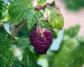 Glenco - Raspberry Plant - Everbearing  - Ready for Spring Planting 4 inch pot starter plants