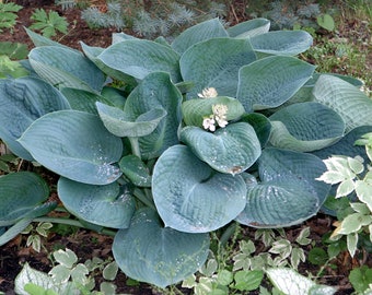 Blue Angel Hosta Bareroot