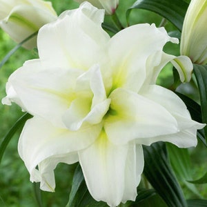 May include: A single white lily flower with green accents in the center of the petals. The flower is in full bloom and has a delicate, elegant appearance.