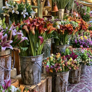 Mixed Calla Lily Bulbs! FREE SHIPPING!!