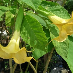 May include: Close-up of a plant with large, vibrant green leaves and several trumpet-shaped, yellow flowers. The flowers hang downwards, showcasing their delicate, ruffled edges. The image captures the natural beauty of the plant.