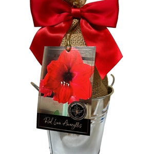 May include: A red amaryllis bulb in a metal bucket with a burlap sack tied with a red ribbon. The label reads "Red Lion Amaryllis".
