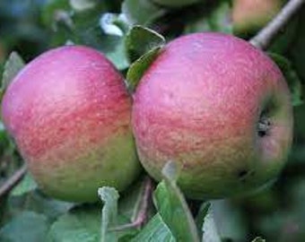 Pink Lady Apple Trees Prebagged, sprouted and growing! 2-3 feet tall, Free Shipping, you choose amount!