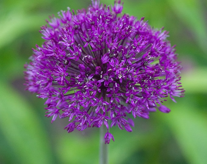 Burgundy Glow: Ajuga R 3.5 Inch Potsone Plant per Pot You - Etsy