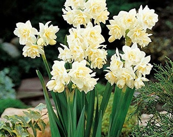 Erlicher Narcissus - Indoor Narcissus: Nice, Healthy Bulbs for Holiday Forcing!!