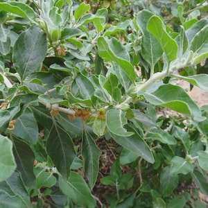 Puede incluir: Primer plano de una planta verde con hojas grandes y ovaladas y peque&ntilde;as vainas de semillas marrones. Las hojas tienen una textura ligeramente borrosa y son de un color verde vibrante. La planta crece al aire libre, con un fondo natural.