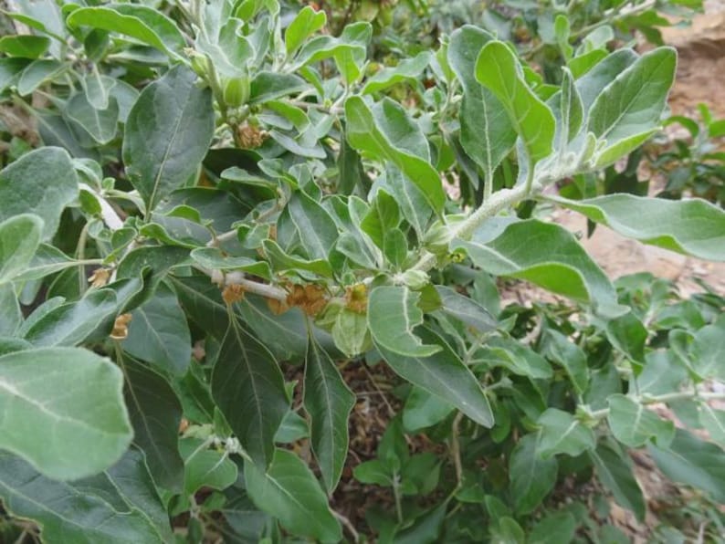 Puede incluir: Primer plano de una planta verde con hojas grandes y ovaladas y peque&ntilde;as vainas de semillas marrones. Las hojas tienen una textura ligeramente borrosa y son de un color verde vibrante. La planta crece al aire libre, con un fondo natural.
