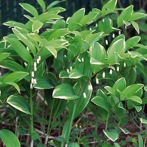 Japanese Solomon's Seal Variegatum Polygonatum multiflorum Shade 4 Pot image 1