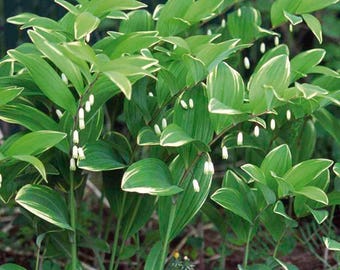 Japanese Solomon's Seal - Variegatum- Polygonatum multiflorum - Shade - 4" Pot