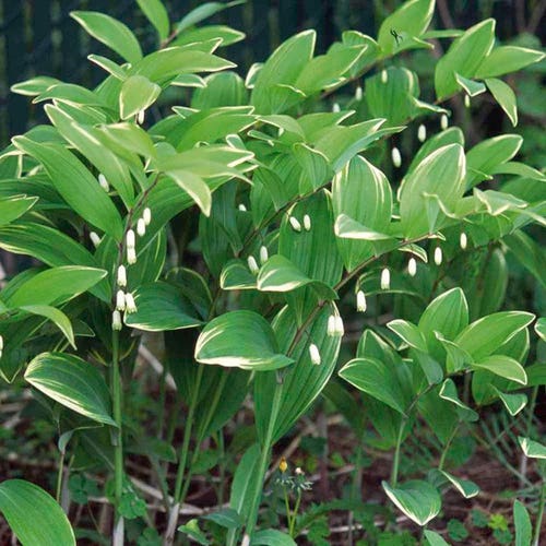 Japanese Solomon's Seal - Variegatum- Polygonatum multiflorum - Shade - 4" Pot