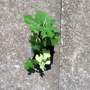 Puede incluir: Una peque&ntilde;a planta verde con hojas verde claro creciendo en una maceta negra sobre una superficie de hormig&oacute;n gris.