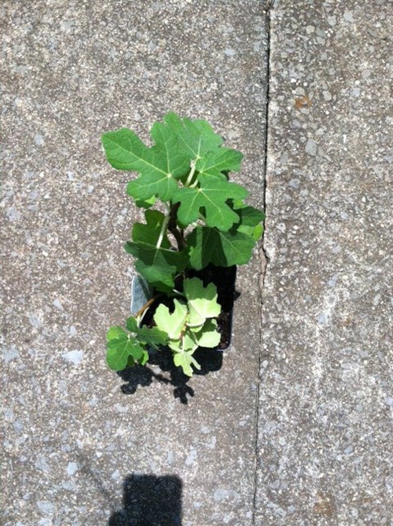 Puede incluir: Una peque&ntilde;a planta verde con hojas verde claro creciendo en una maceta negra sobre una superficie de hormig&oacute;n gris.