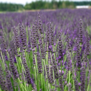 K&ouml;nnte beinhalten: Ein Feld mit Lavendelbl&uuml;ten in voller Bl&uuml;te. Die violetten Bl&uuml;ten sind scharf, die gr&uuml;nen St&auml;ngel und Bl&auml;tter im Hintergrund unscharf.