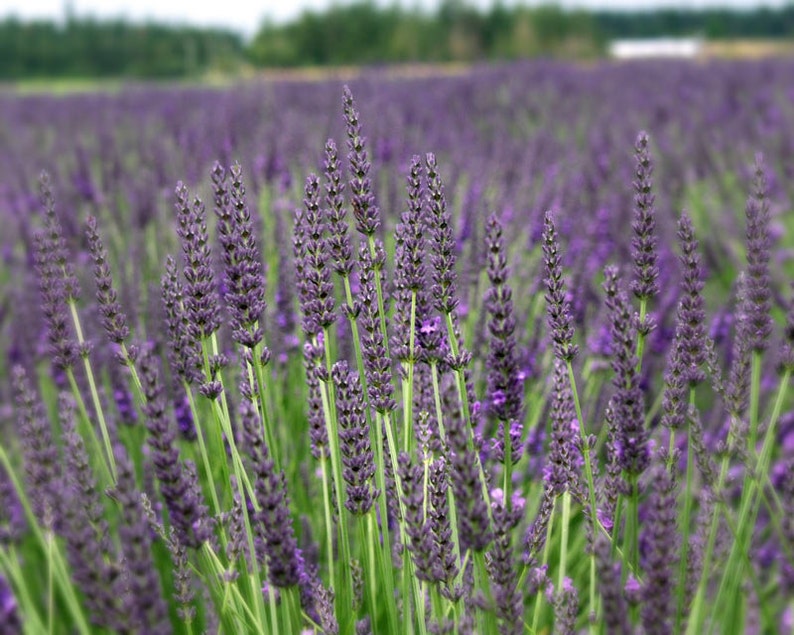 K&ouml;nnte beinhalten: Ein Feld mit Lavendelbl&uuml;ten in voller Bl&uuml;te. Die violetten Bl&uuml;ten sind scharf, die gr&uuml;nen St&auml;ngel und Bl&auml;tter im Hintergrund unscharf.
