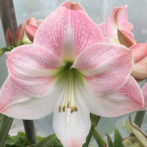 Apple Blossom Bulb, Healthy bulb! Great for Winter Forcing! Wonderful and unique gift! FREE SHIPPING