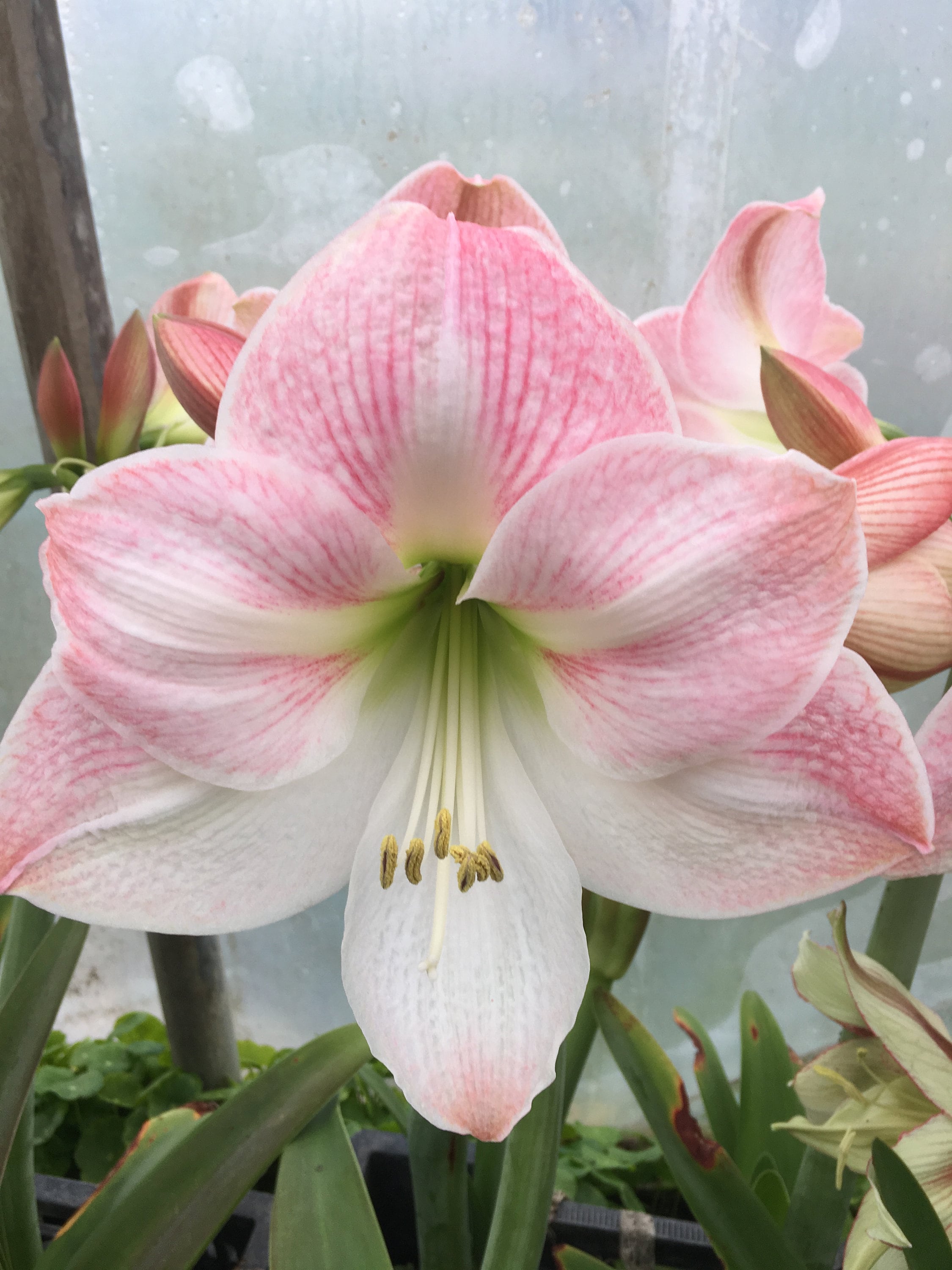 Apple Blossom Bulb, Healthy Bulb! Great for Winter Forcing! Wonderful and  Unique Gift! - Etsy