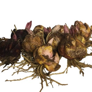 May include: A group of brown and yellow bulbs with roots, ready for planting. The bulbs have a rough texture and some have small pink buds.
