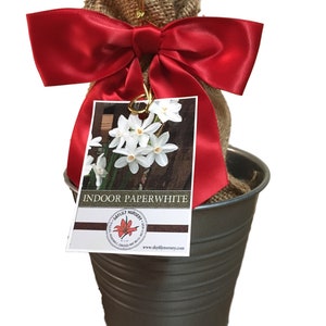 May include: A potted Indoor Paperwhite plant in a galvanized metal bucket. The plant is wrapped in burlap and tied with a large red satin bow. A tag with a photo of white flowers and the text "INDOOR PAPERWHITE" is attached.