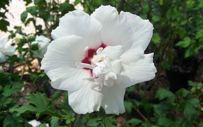 White Rose Of Sharon (Althea) in 2.5 inch pot
