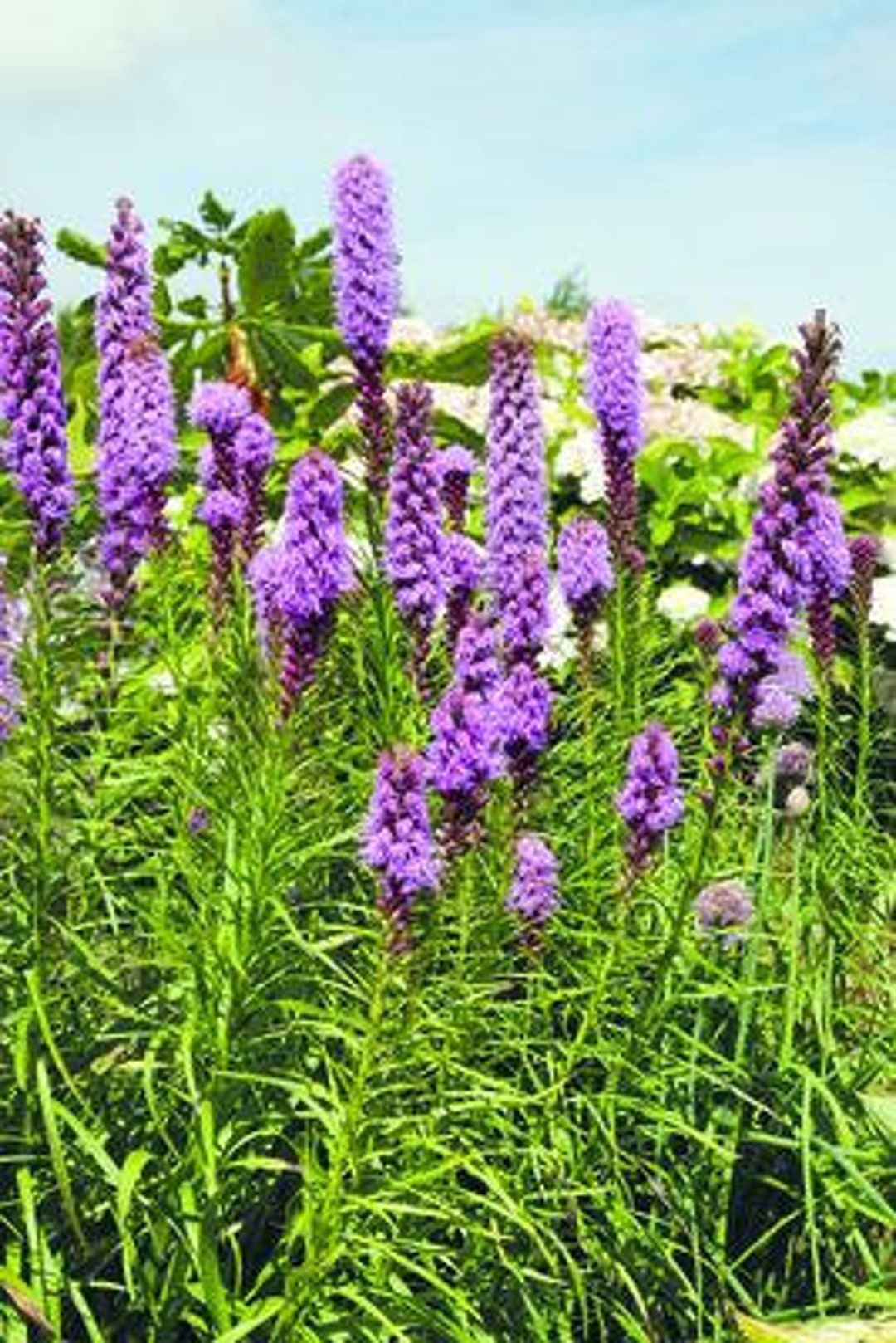 Liatris Spicata Plant in 3.5 Inch Pots.... You Choose Amount Etsy