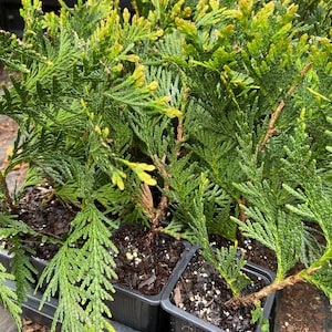 Arborvitae Green Giant Thuja Plicata 2.5 inch pot 6-12 Tall image 5