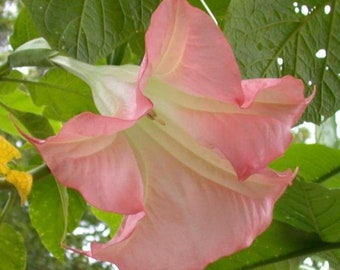 Angels Trumpet Live Tropical Plant Large Fragrant Pink Flowers Starter 4 inch pot-- FREE SHIPPING Cold Sensitive