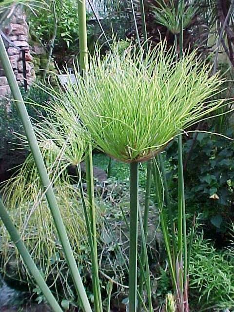 Little Egyptian Papyrus in 4 Inch Container